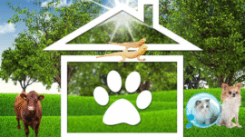   Exotic pet care 