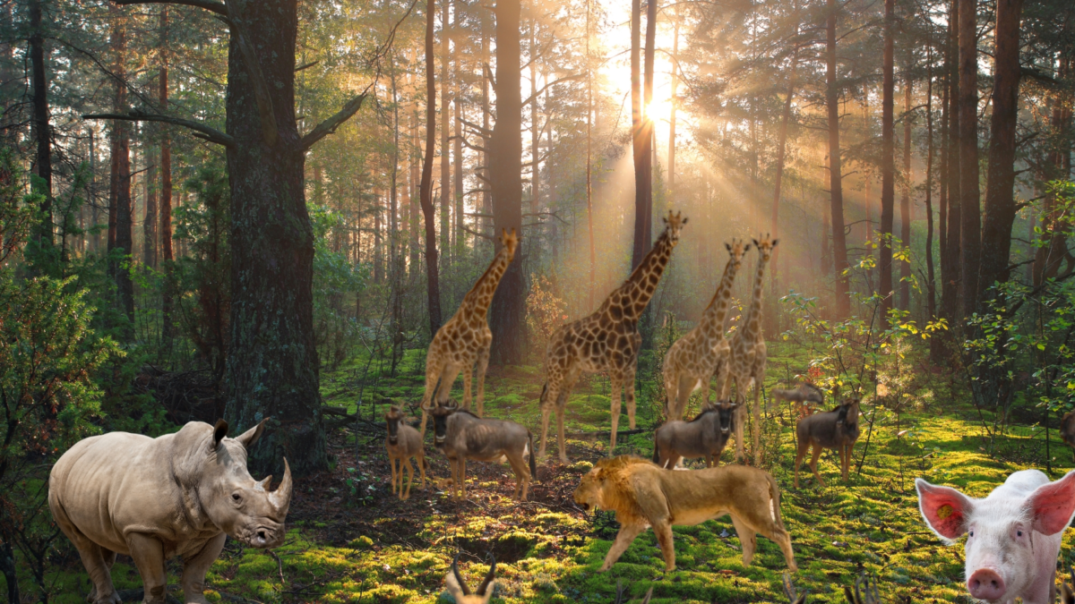 Petsusa-deer-zoo-_89_