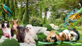 The World of Exotic Pets