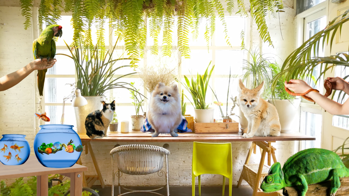 Exotic Pets USA