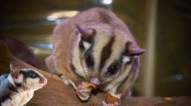Sugar Glider