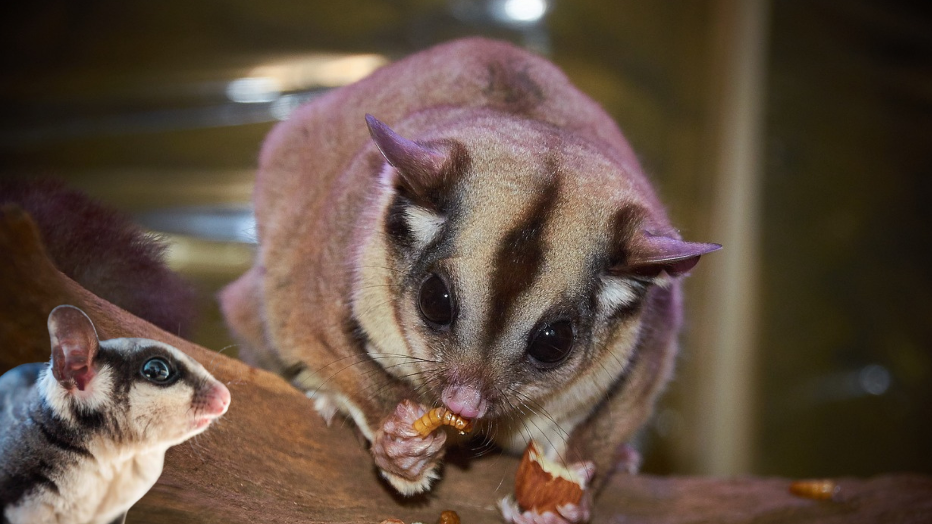 Sugar Glider