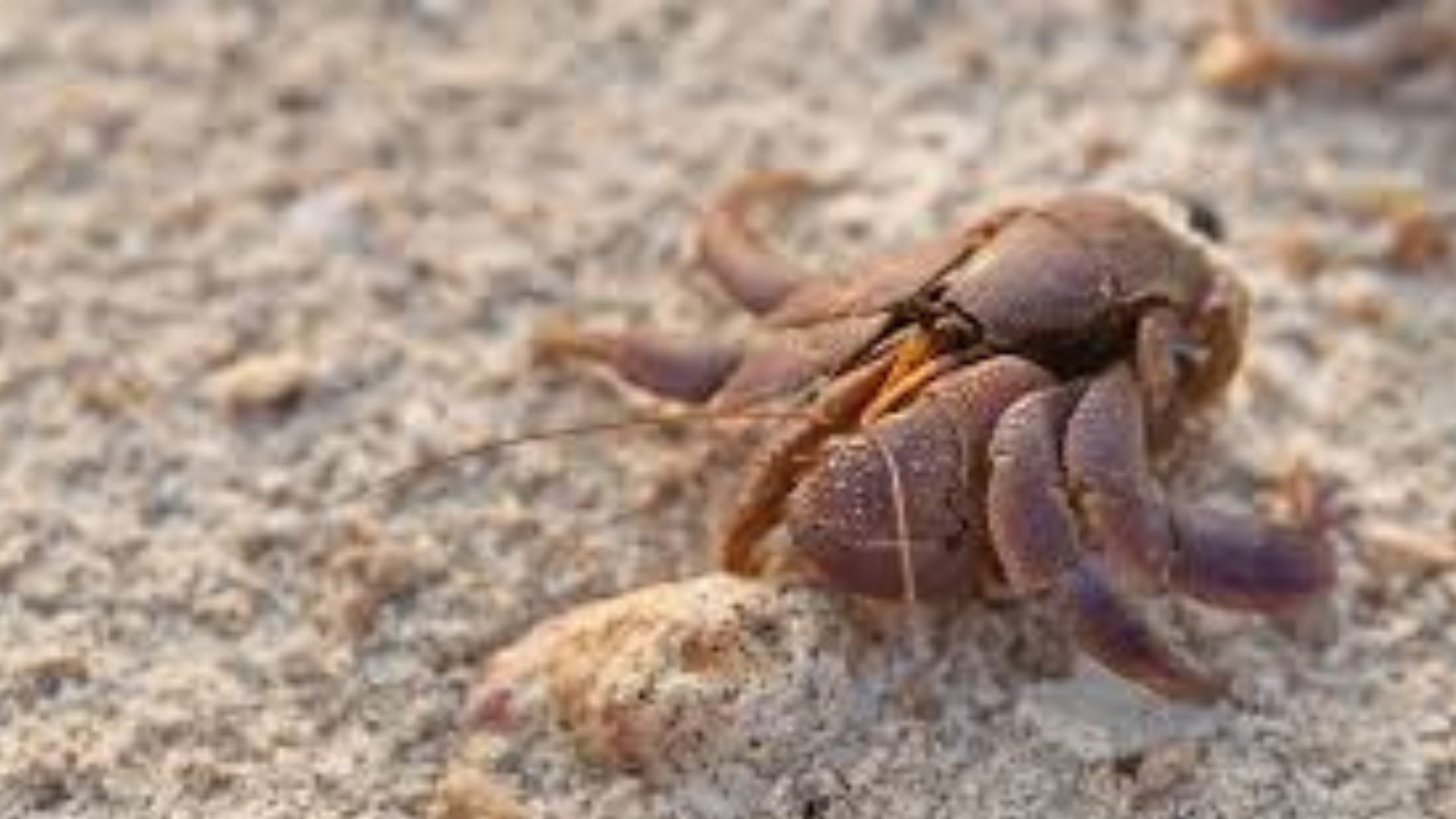 Shell Evacuation in Hermit Crabs