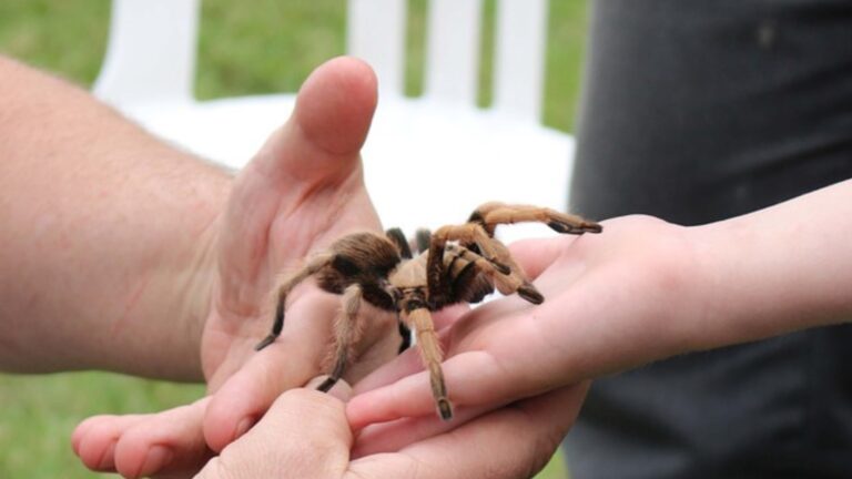 Pet Tarantula