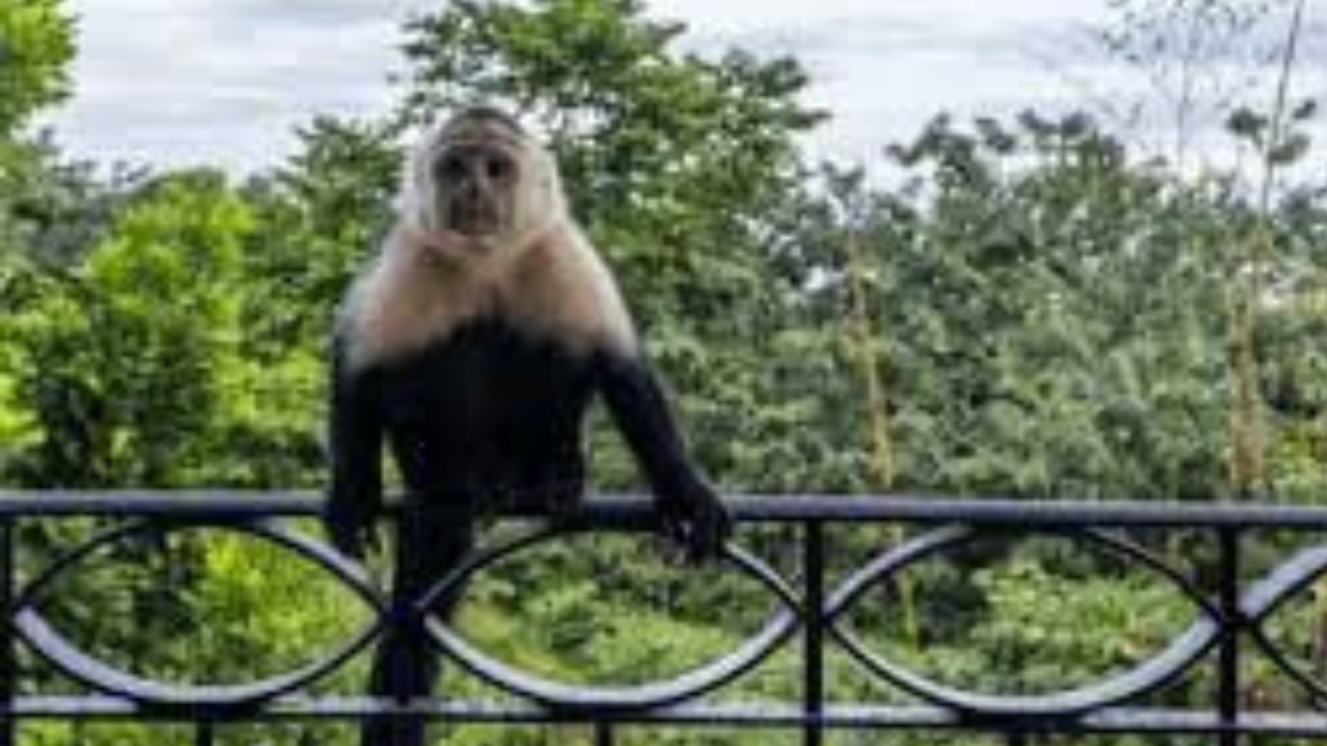 Capuchin Monkey