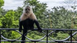Capuchin Monkey