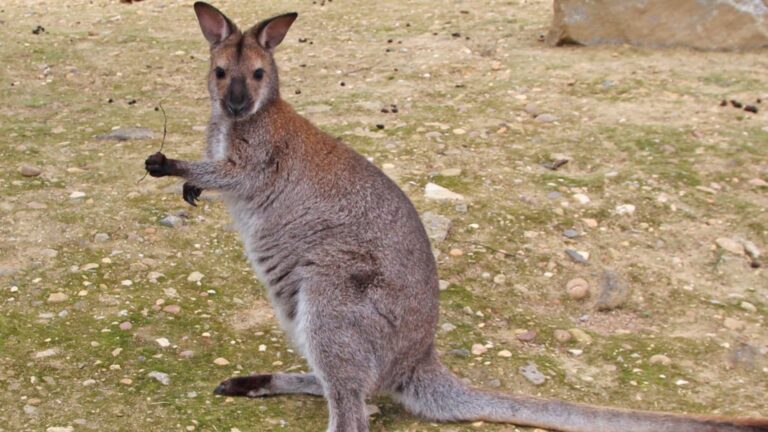 Should You Keep a Wallaby as a Pet?