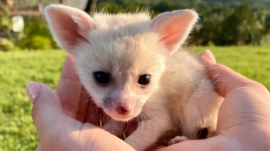 Exotic pets for sale near me