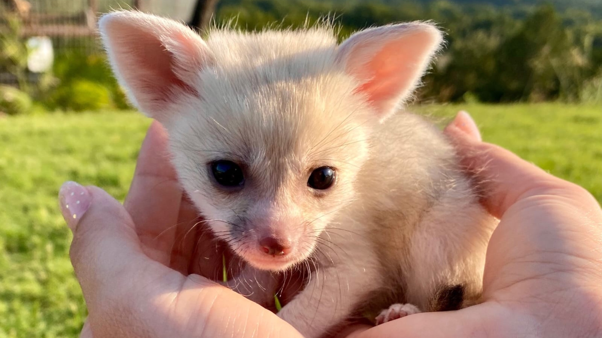 Exotic pets for sale near me
