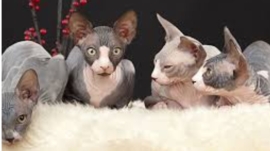 Exotic cat pets