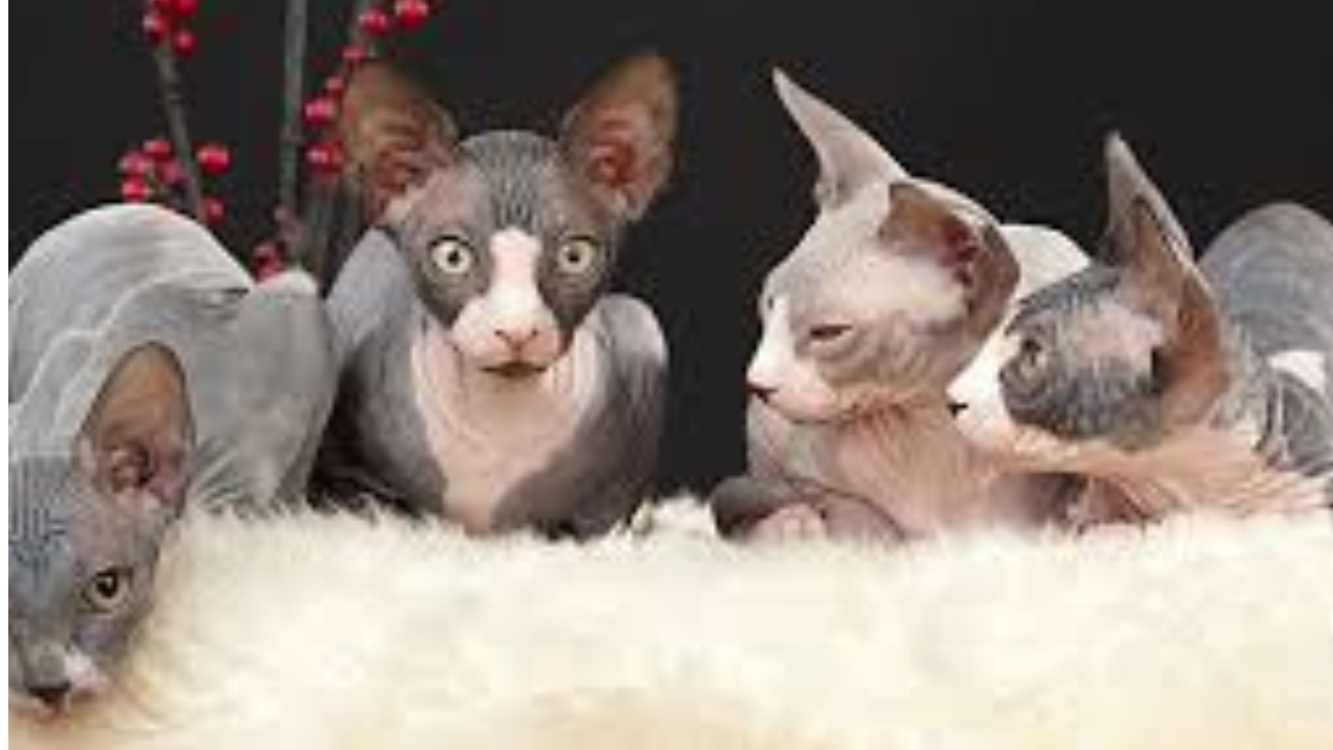 Exotic cat pets