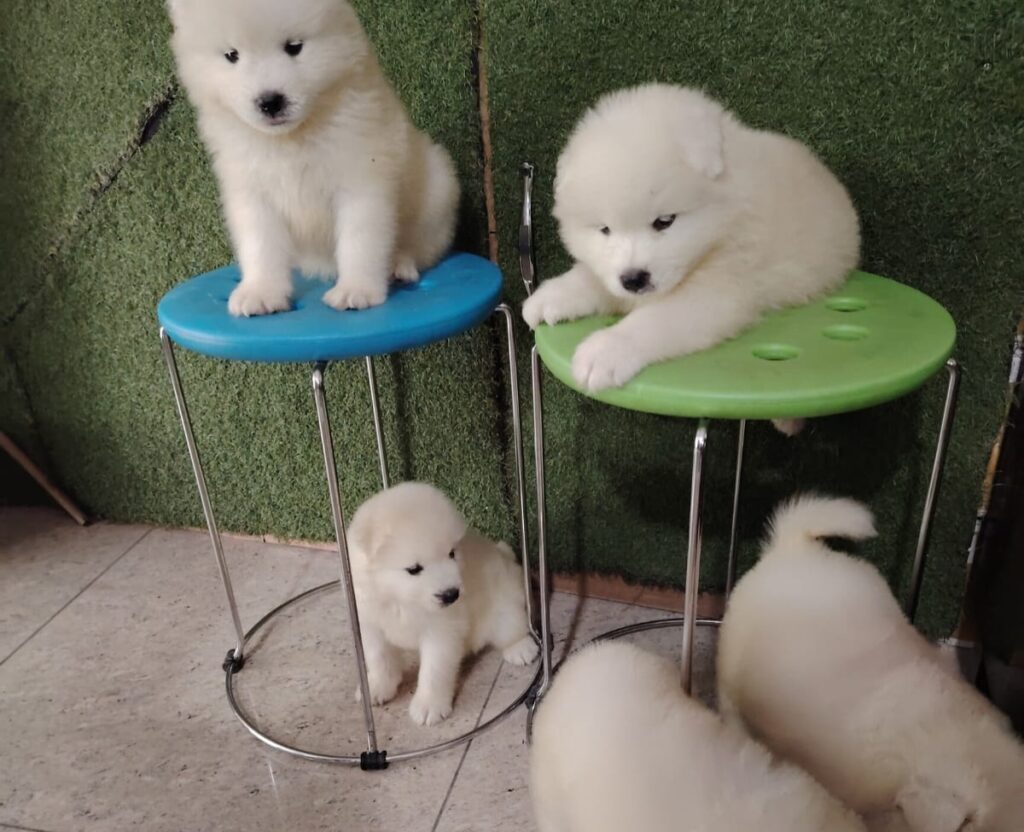 Exotic pets for sale near me