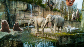 Bow Champs Exotic Petting Zoo