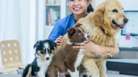 Exotic pets for sale in Texas