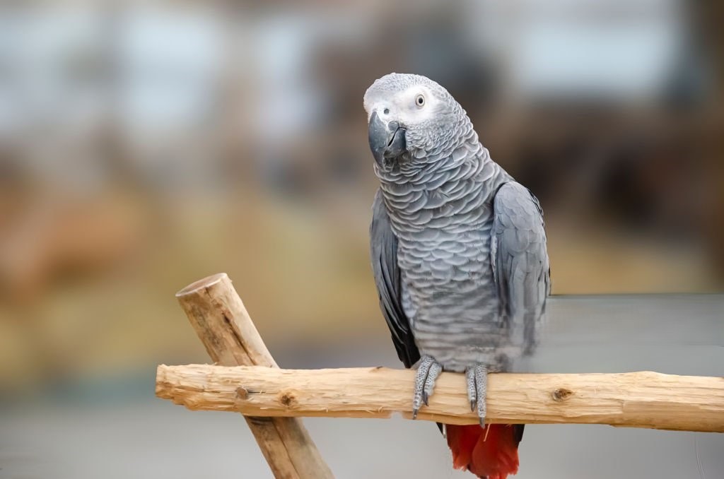 Parker Exotic  Pets