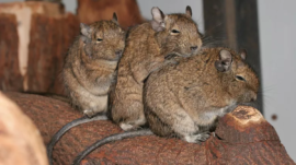 Degus-584dd2cd3df78c491e96487f