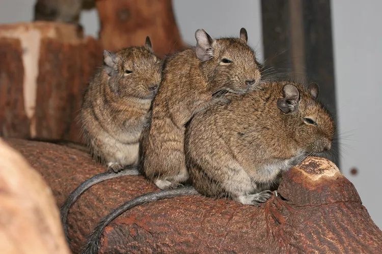 Degus-584dd2cd3df78c491e96487f