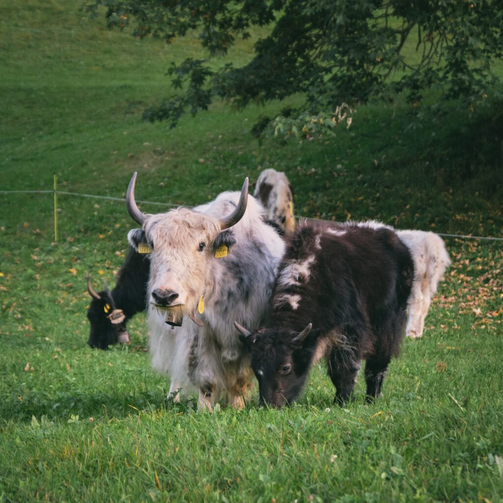 Top American Cow Names