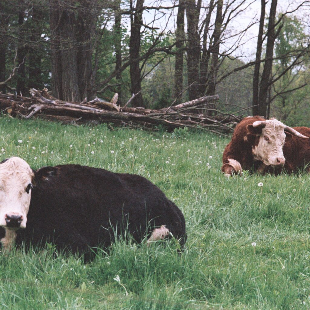 Top American Cow Names
