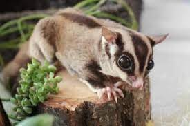 Sugar Glider Self-Mutilation