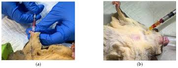 Sugar Glider Self-Mutilation