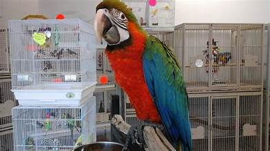 What is an Exotic pet?