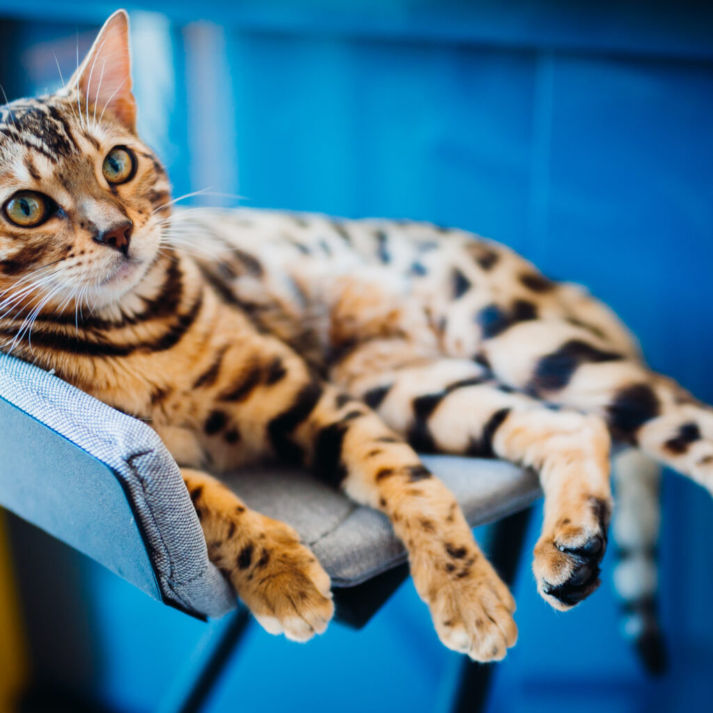 Serval Cat Profile & Care