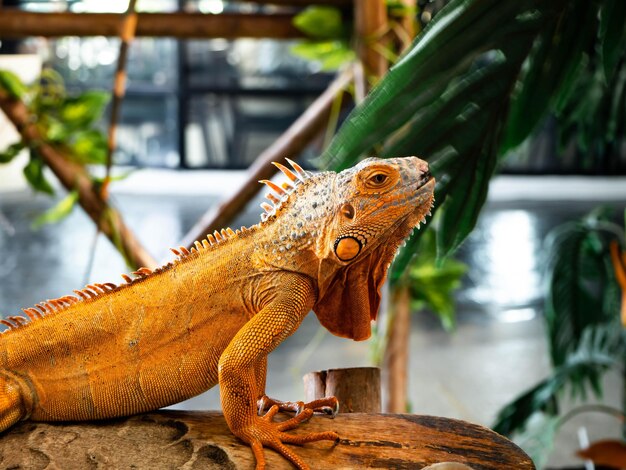 What is an Exotic pet?