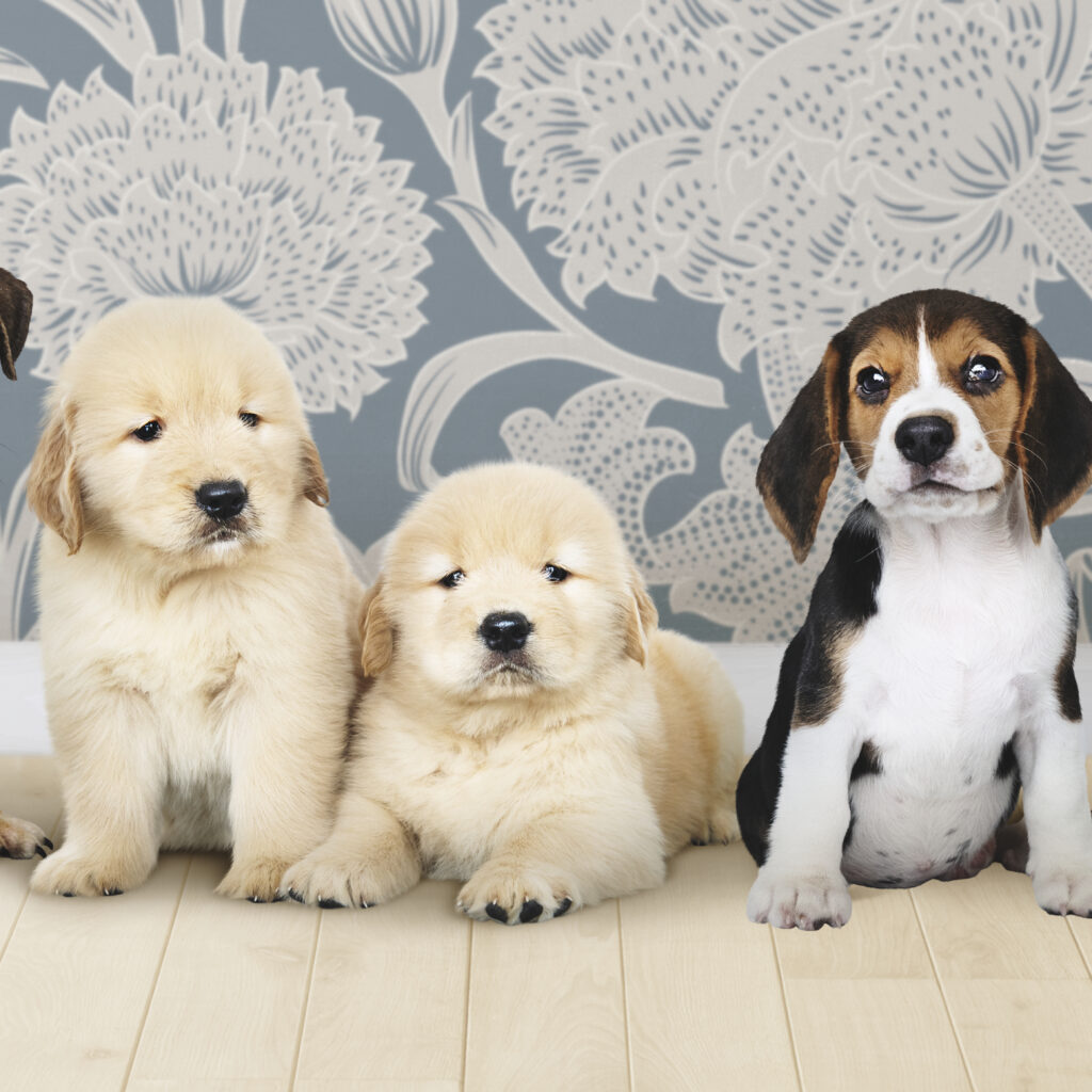 The World of Exotic Pets