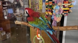 Exotic Pets Billings MT