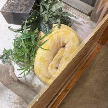 Exotic Pets Billings MT