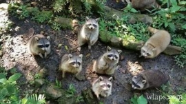 Major exotic pet league