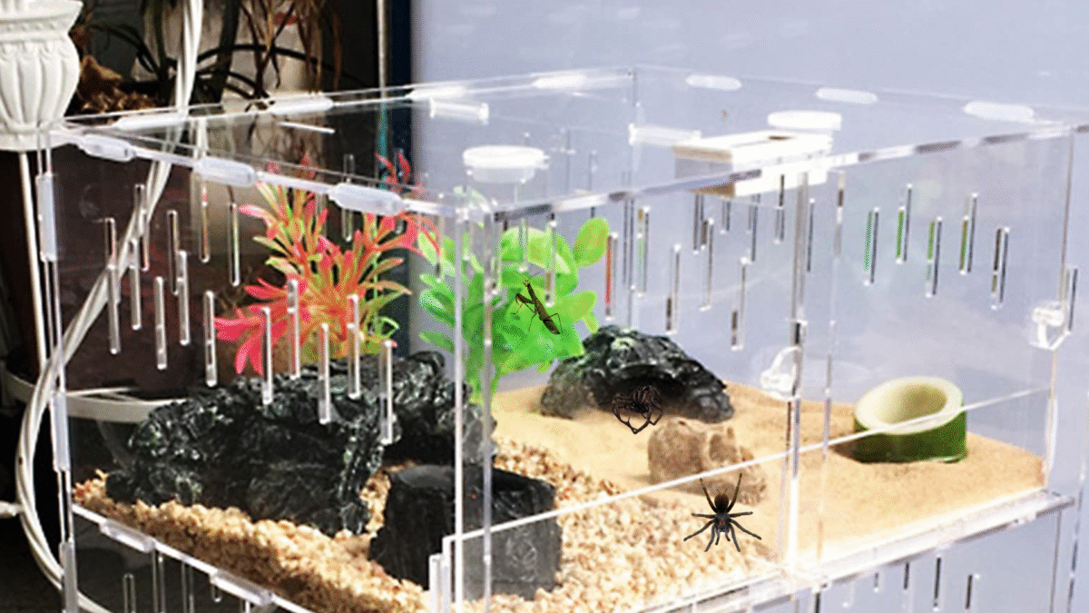 Insect and Spider Pets