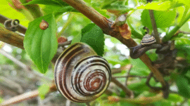 How Much Do Snails Sleep