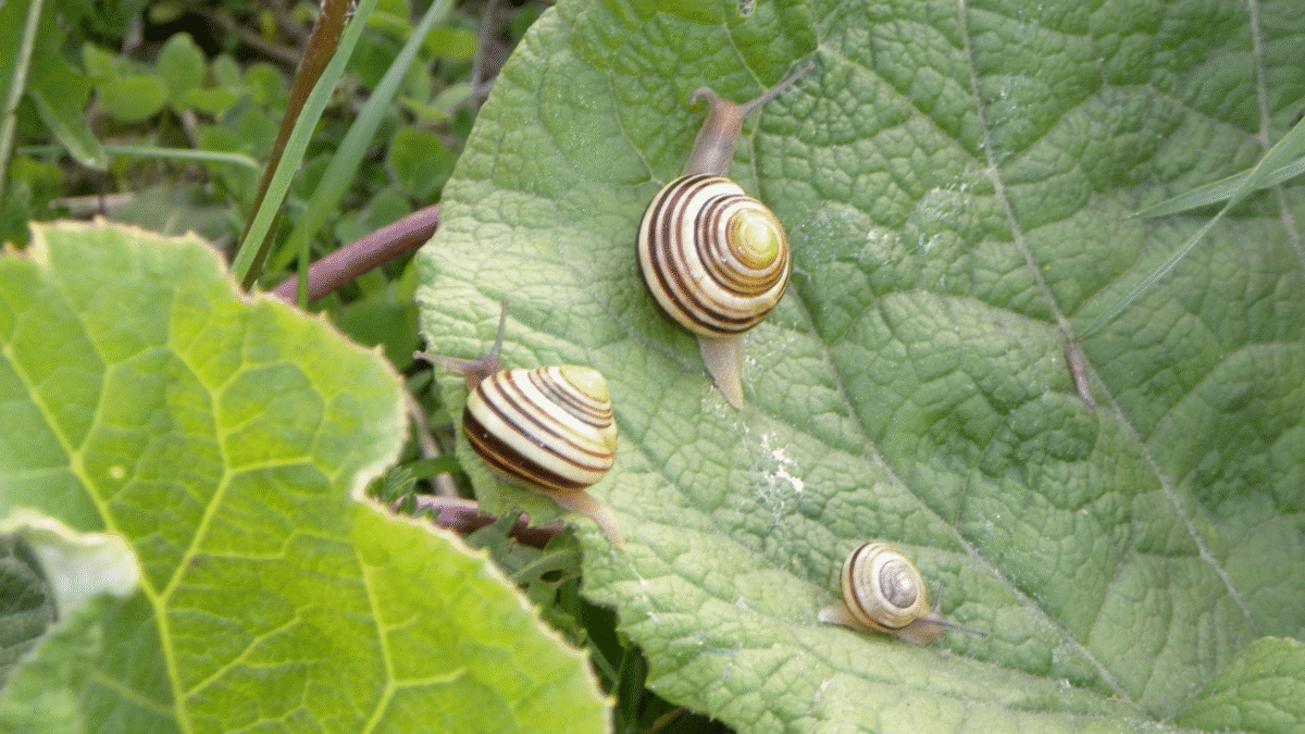 Exotic Pet Snail Care