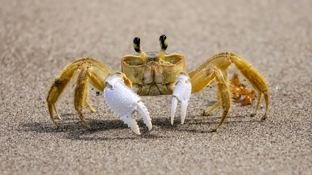Hermit Crab Molting Time
