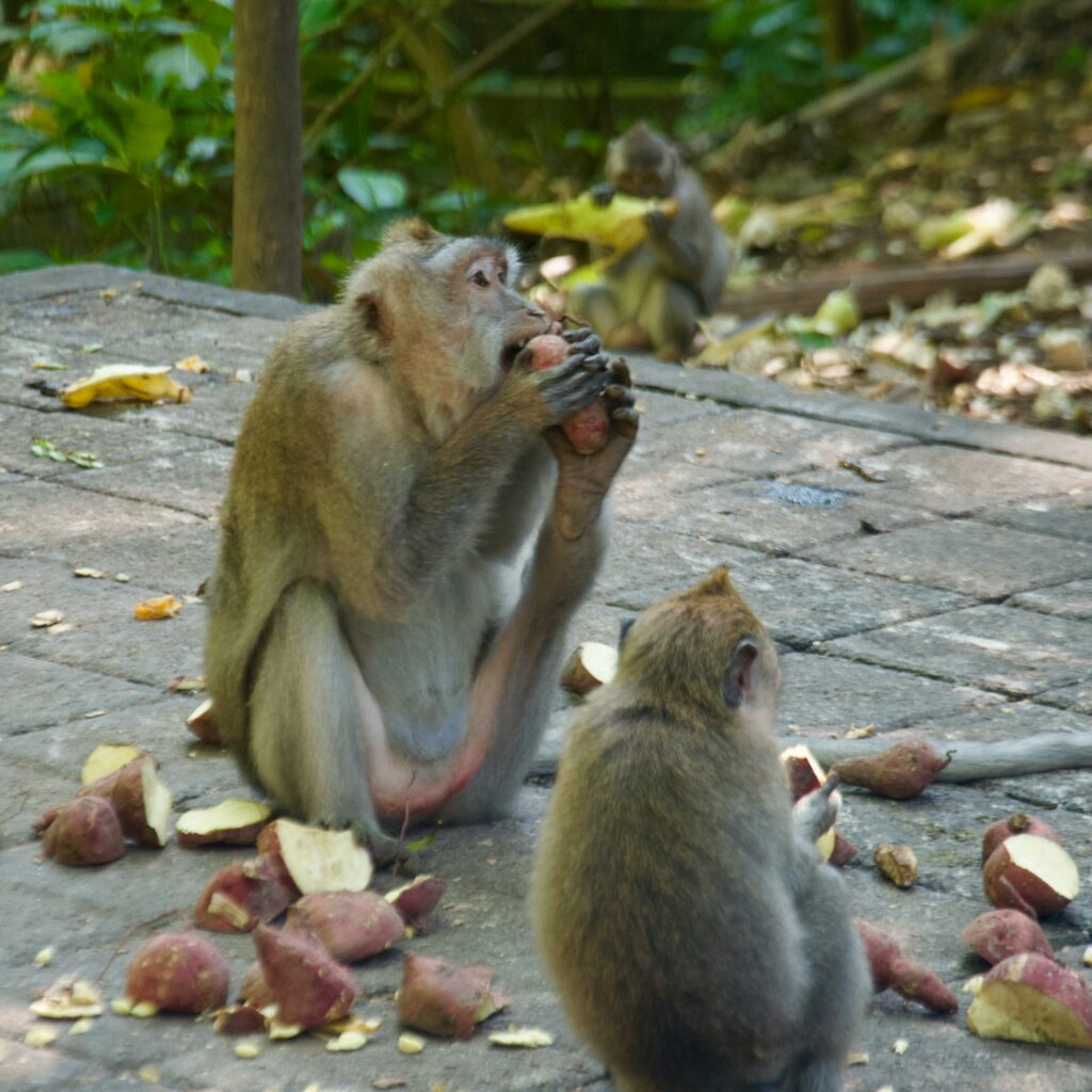 Should You Keep a Pet Monkey?