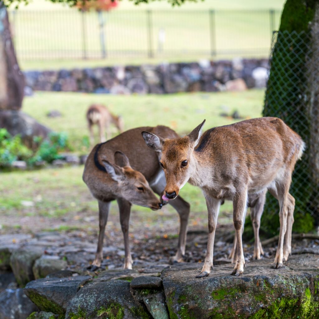 Smoky Mountain Petting Zoo
