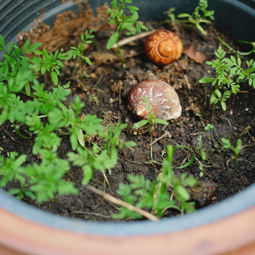 Exotic Pet Snail Care