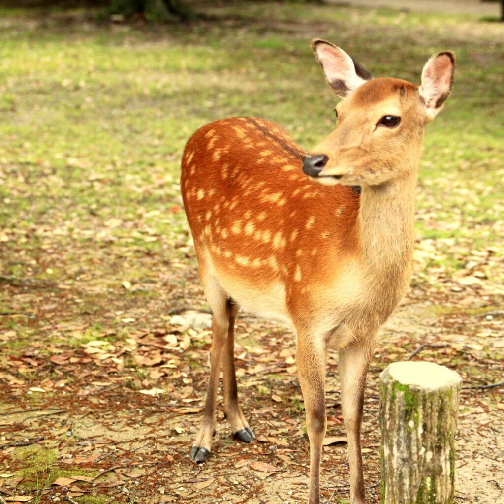 Deer Farm and Exotic Petting Zoo