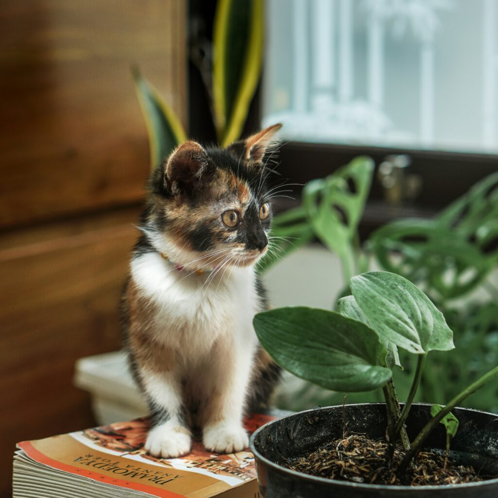 Good Names for Exotic Pets