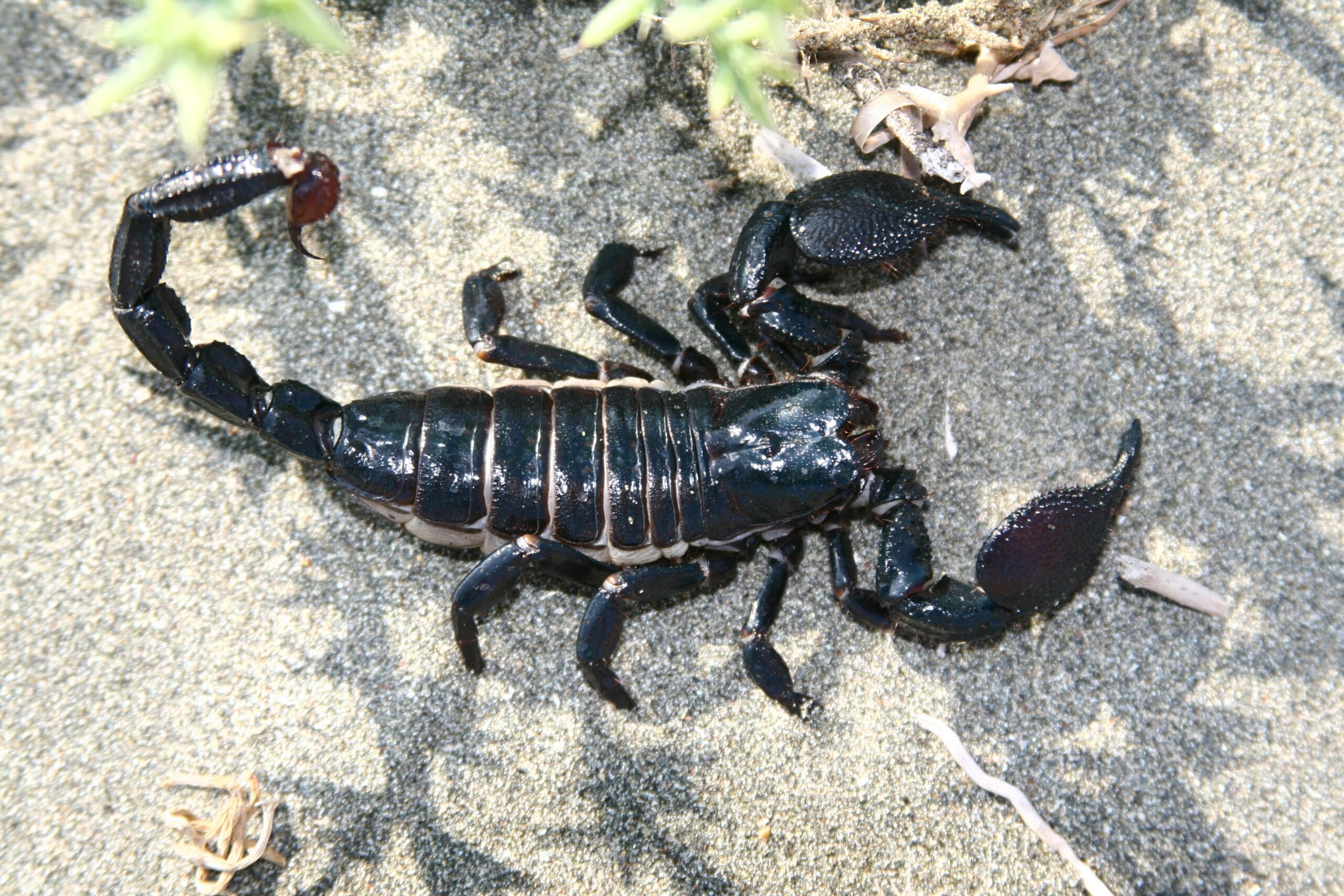 Scorpion Species Suitable as Pets