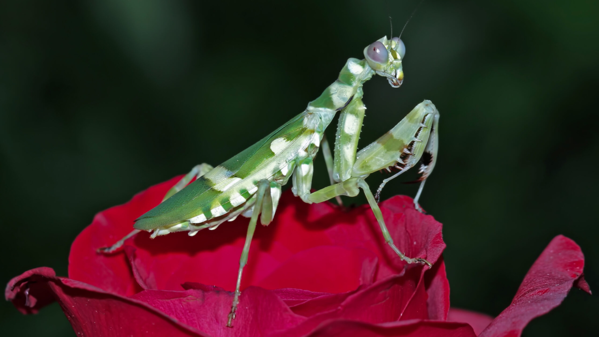 Praying Mantis as a Pet