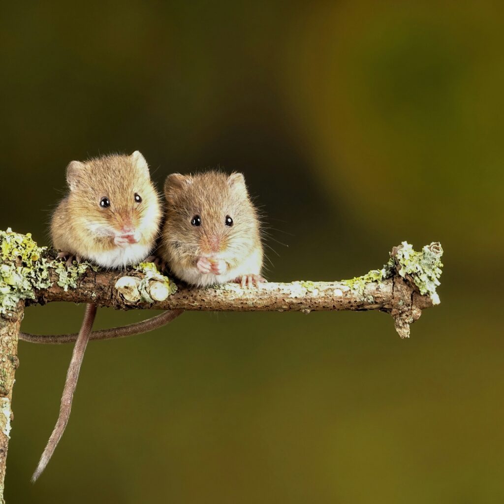 10 Best Exotic Pets Spaces