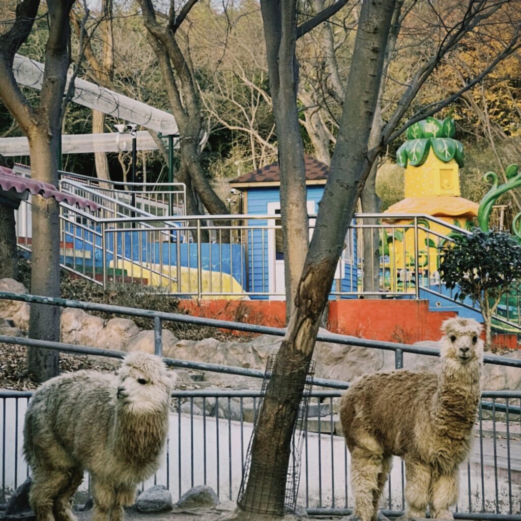 Smoky Mountain Petting Zoo
