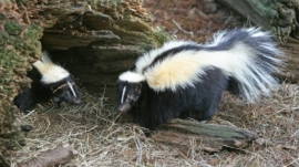 Should You Keep a Skunk as a Pet?