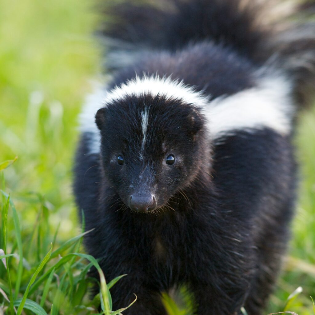 Should You Keep a Skunk as a Pet?