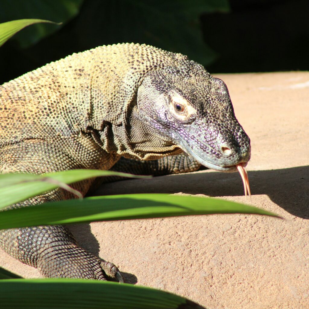 Worms That Make Reptiles Sick