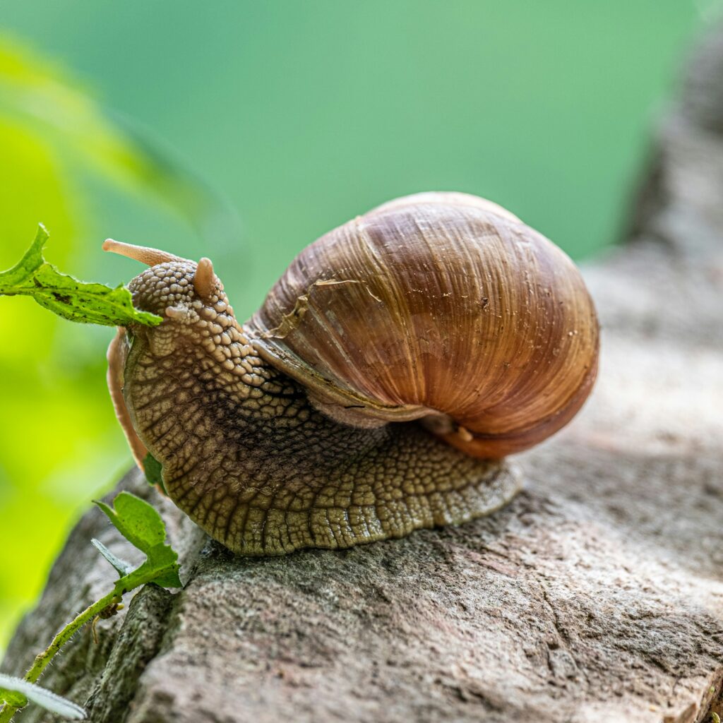 Exotic Pet Snail Care
