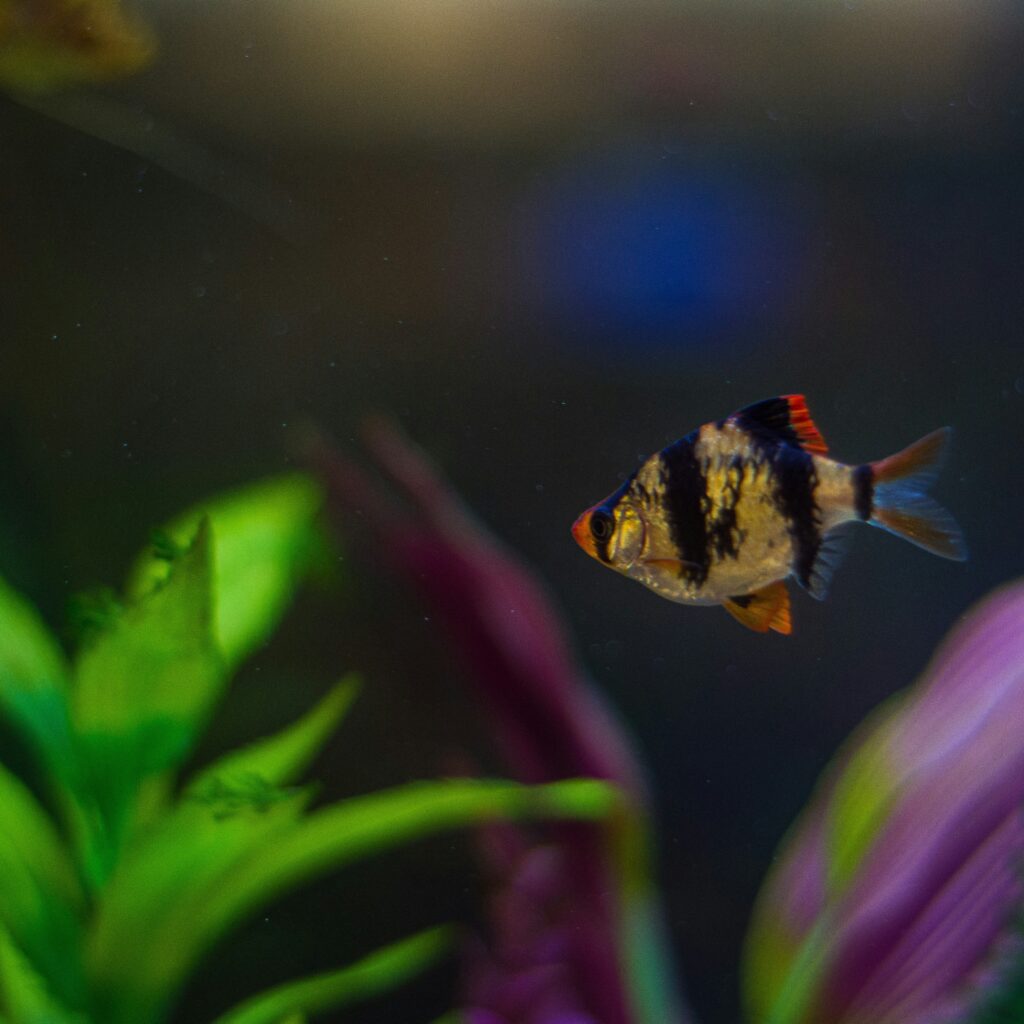 Common Aquarium Fish Names